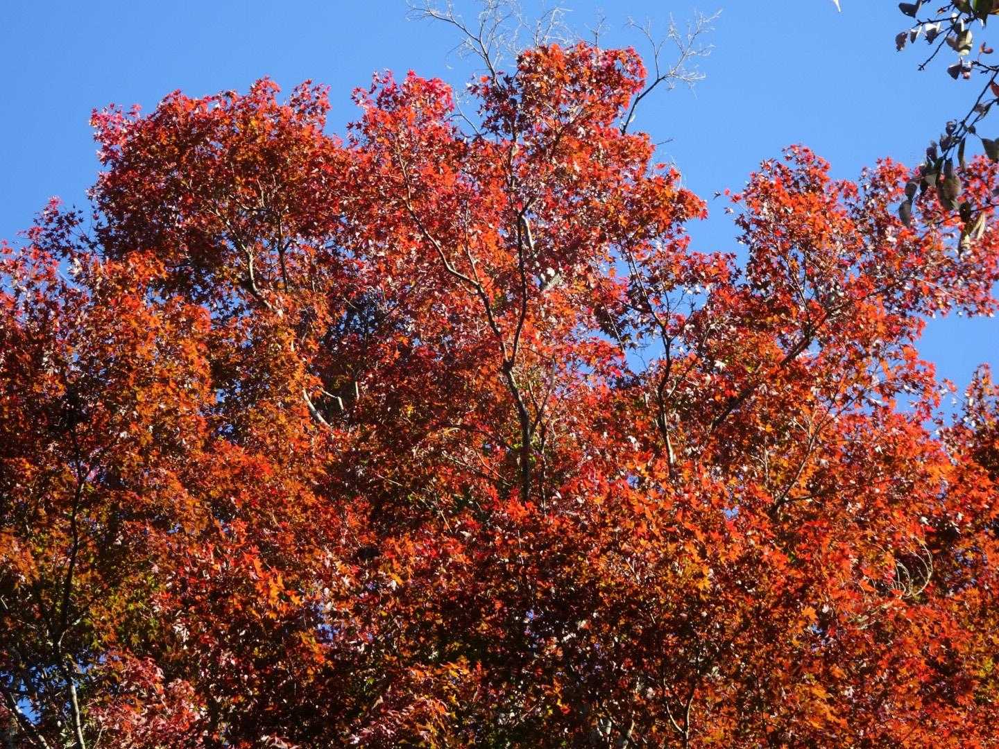 細田屋さんの🍁　