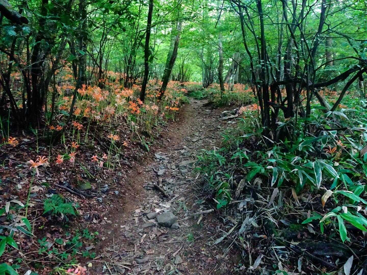 水無登山口-井原山 往復コースの写真