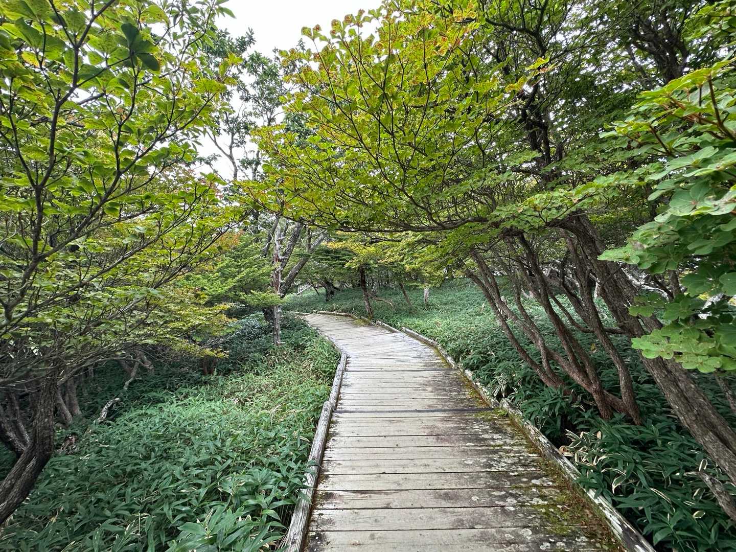 大杉峡谷登山口-休憩所-堂倉滝吊橋-大台ヶ原山-大台ヶ原バ 往復コースの写真