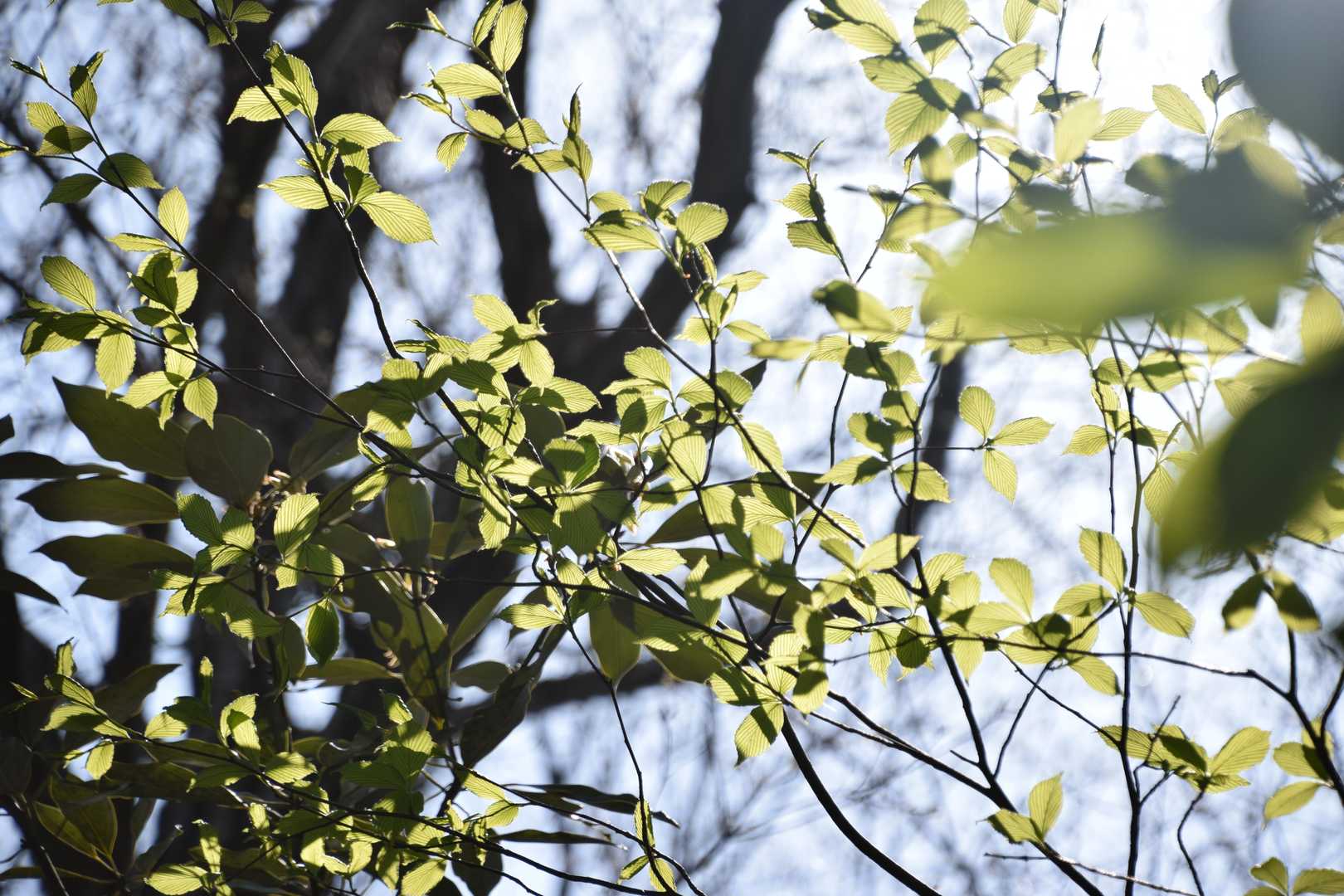 目に優しい🌿