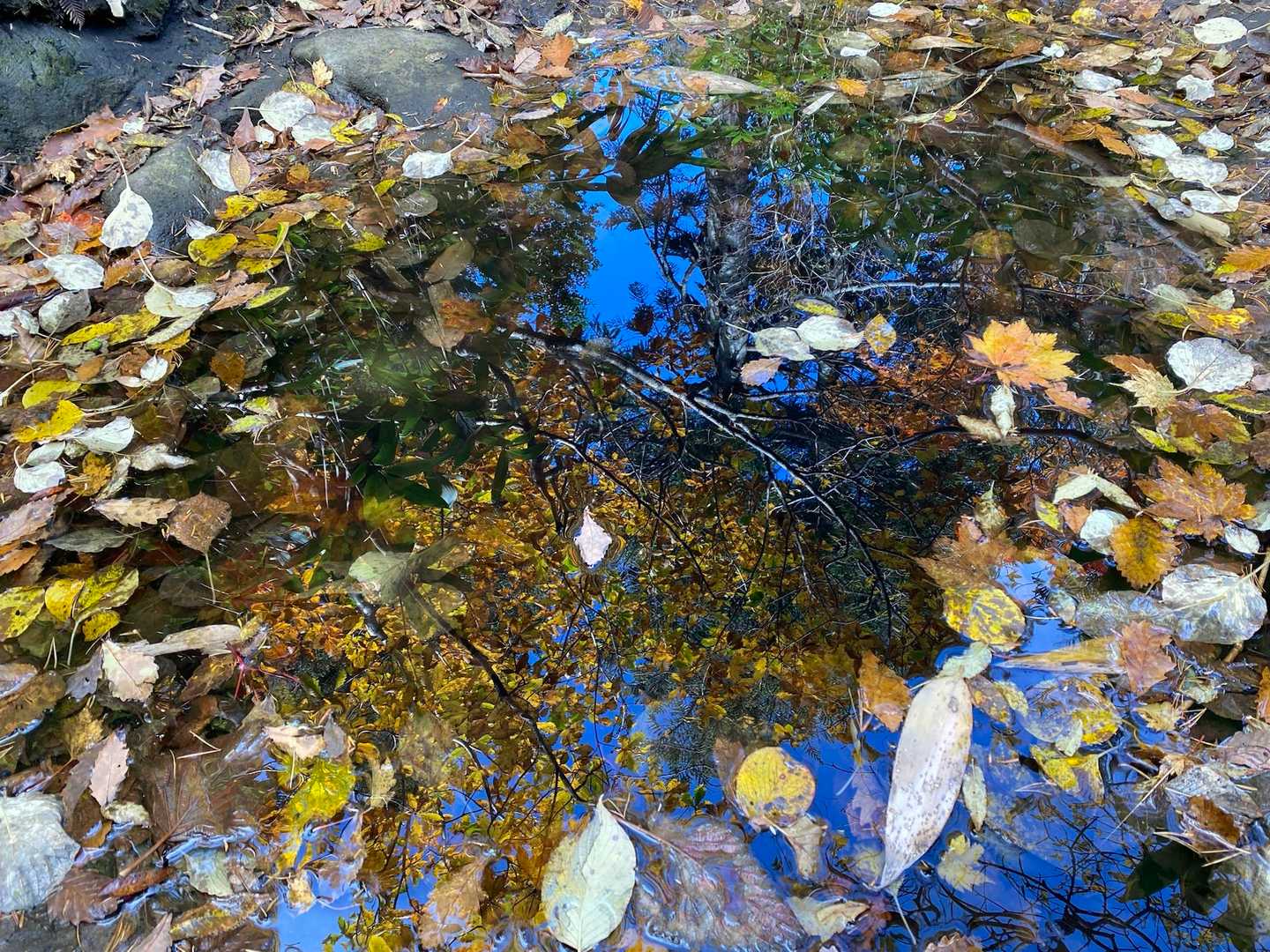 万華鏡みたいな水面きキラキラ紅葉✨
