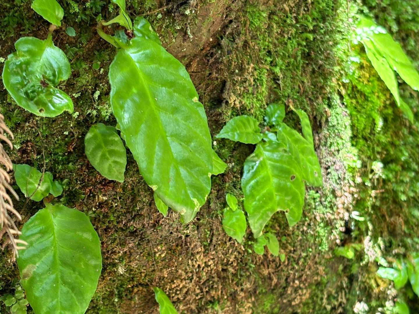 水💦がしみ出る岩壁に イワタバコ