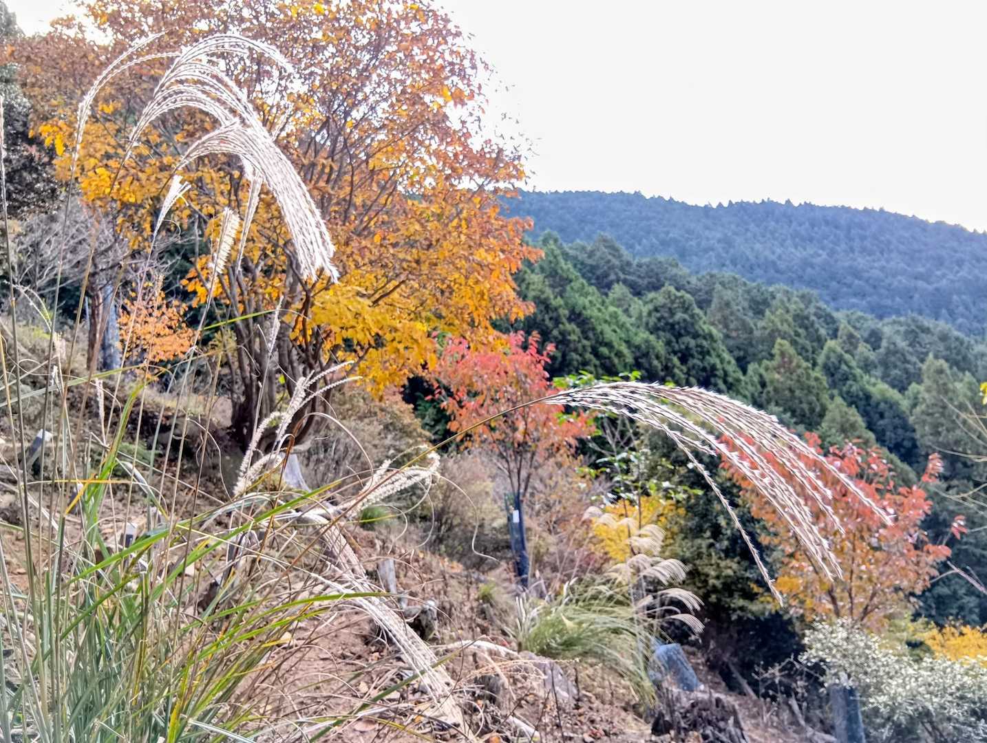 紅葉とススキ🌾