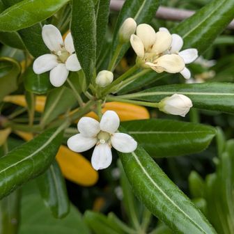 花木が植えられています。このお花は、ジャスミンみたいな芳しい甘い香りが。