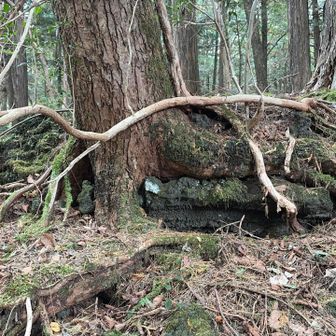 溶岩にしがみつく木
横に根を張るしか生き延びられないとのこと