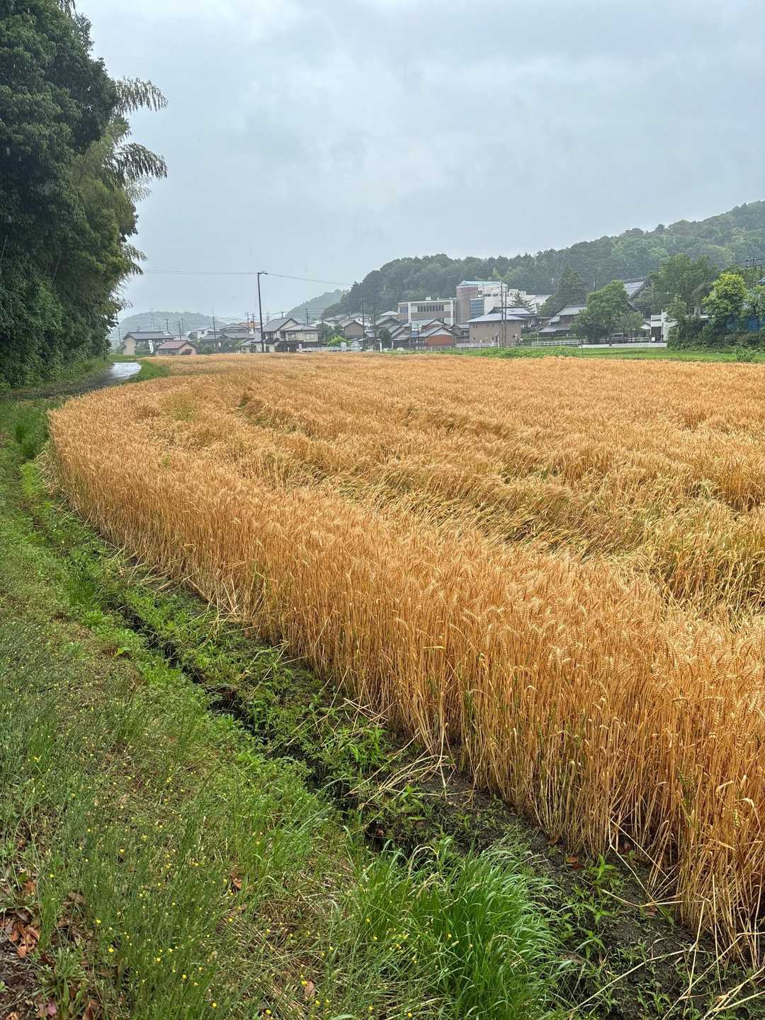 麦畑の先に駐車場があります。急ぎます