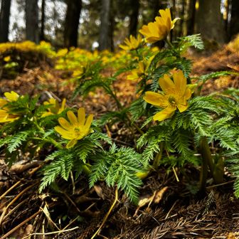 花が大きいです