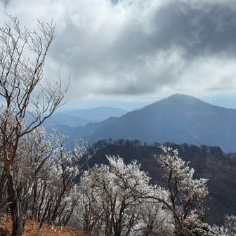 山頂付近の霧氷