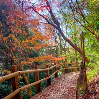 このホウキは使われているんでしょうか？