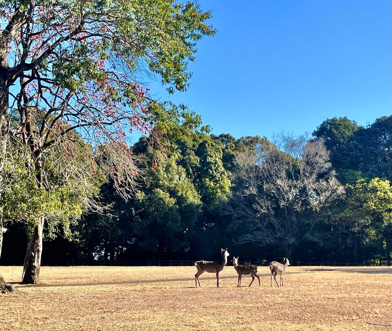 しかさん親子でした🦌⸝⋆
