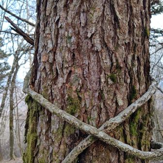 ヤッタ！！見事なプロジェクトＸ❗️