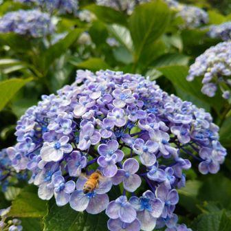 このアジサイにだけミツバチ🐝特別美味しいのかな？