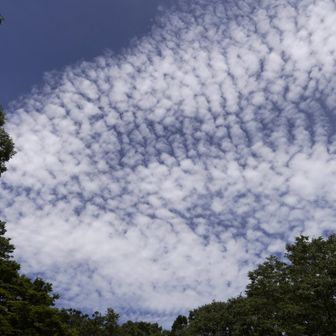高積雲が広がっていました。
