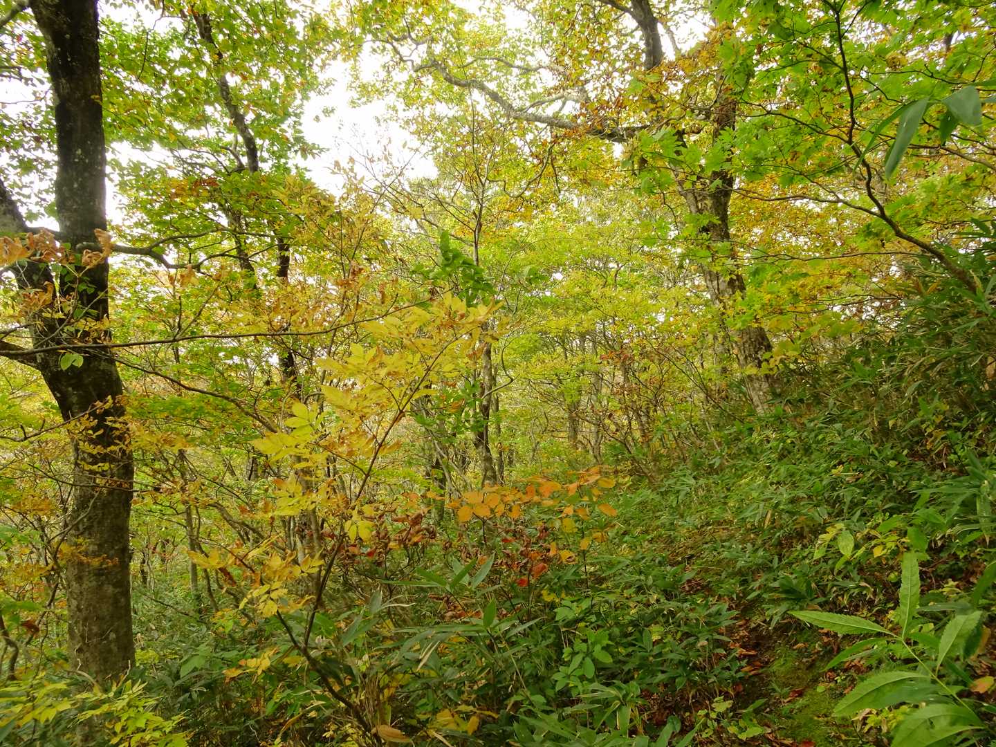 袴腰岳 往復コースの写真