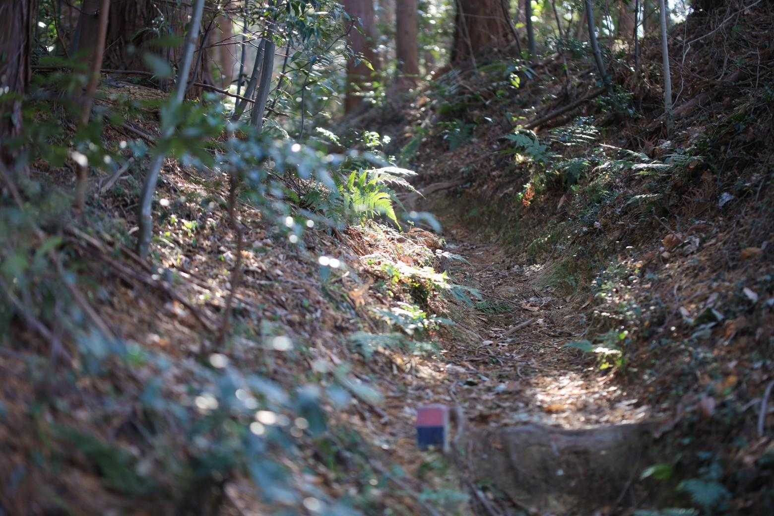 今日も
すこぶる歩きやすい山道
( ⑉¯ ꇴ ¯⑉ )💧
