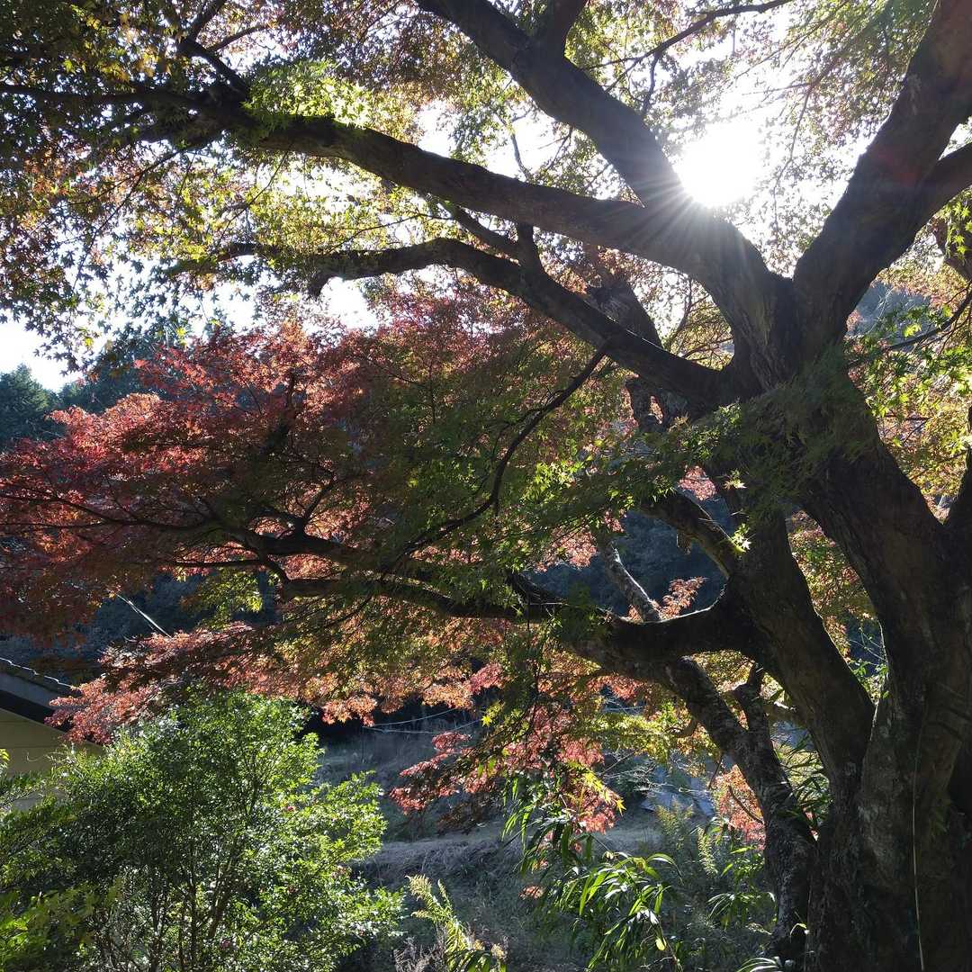 宮路山 往復コースの写真
