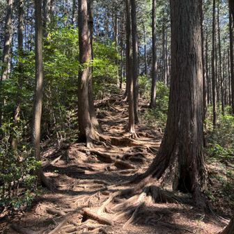 途中、大峰(雨乞塚)のピークハントをしたくて車道から山道へ
ピークハントに興味のない夫は無表情でただ歩く
