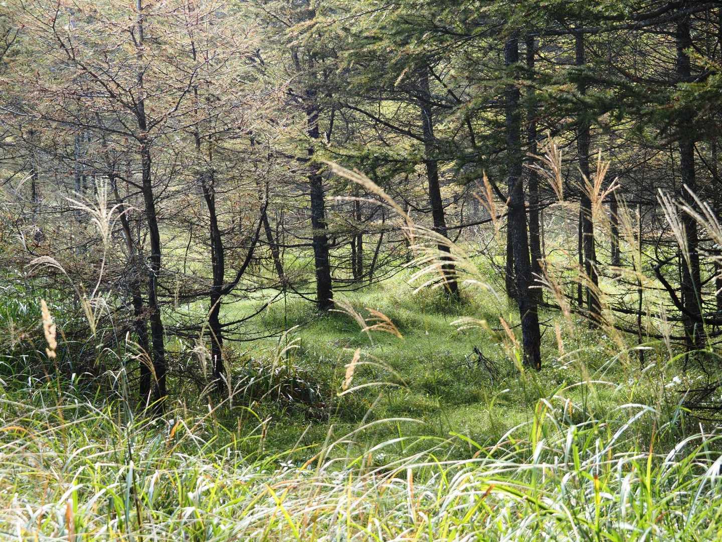藤原登山口-鶏頂山 往復コースの写真