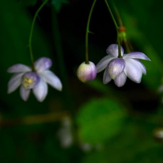 ゴンドラ降りて出口付近にもちょっとしたお花畑があります。
そこにもレンゲショウマ❣️