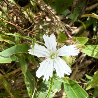 センジュガンピ（千手岩菲）

花びらの先端、千手観音の手のように多く切れ込んでいることなどに由来してます。