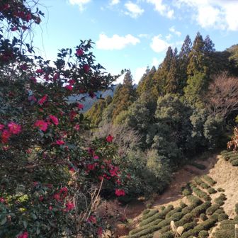 茶畑。音無茶の無人販売もあり