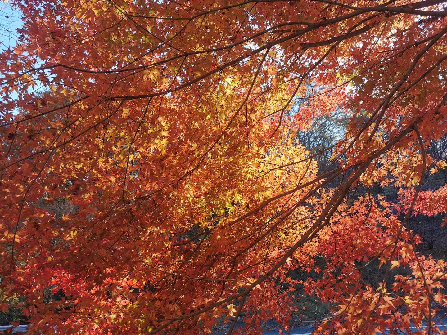 紅葉