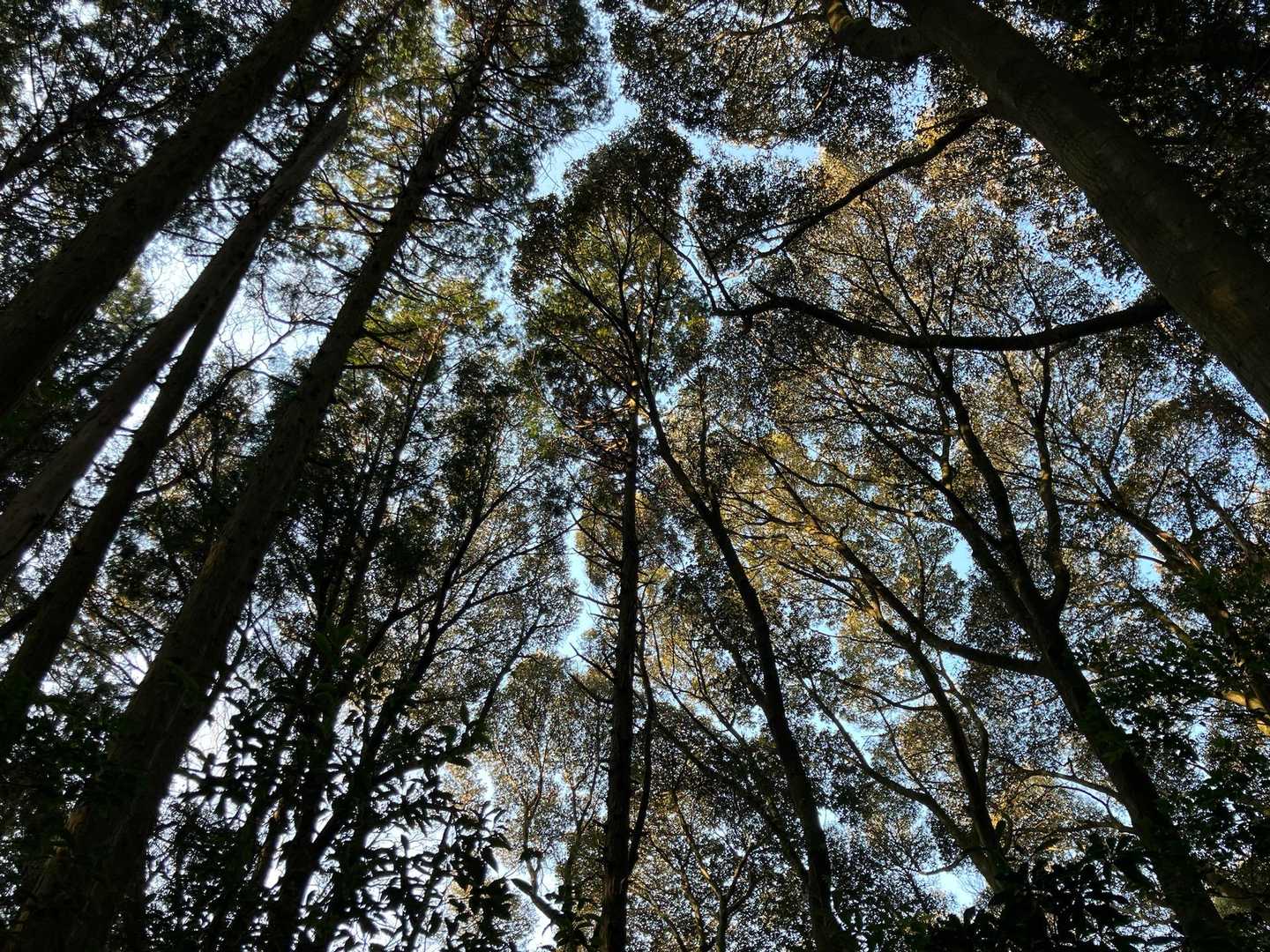 宮路山-赤坂山 往復コースの写真