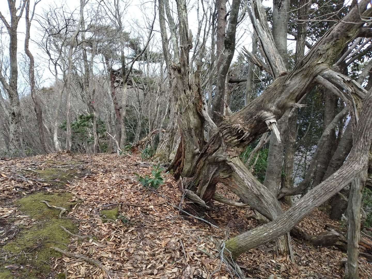 飯盛山 往復コースの写真