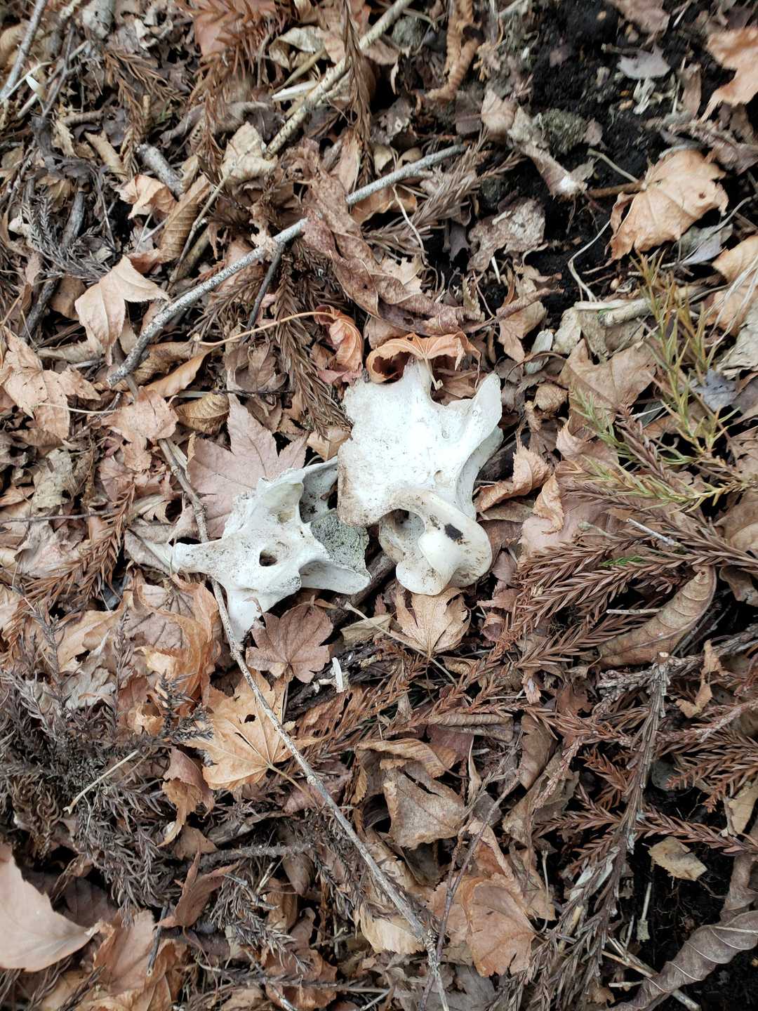 ん…？ホネ…🦴…？えっ…🤪💦