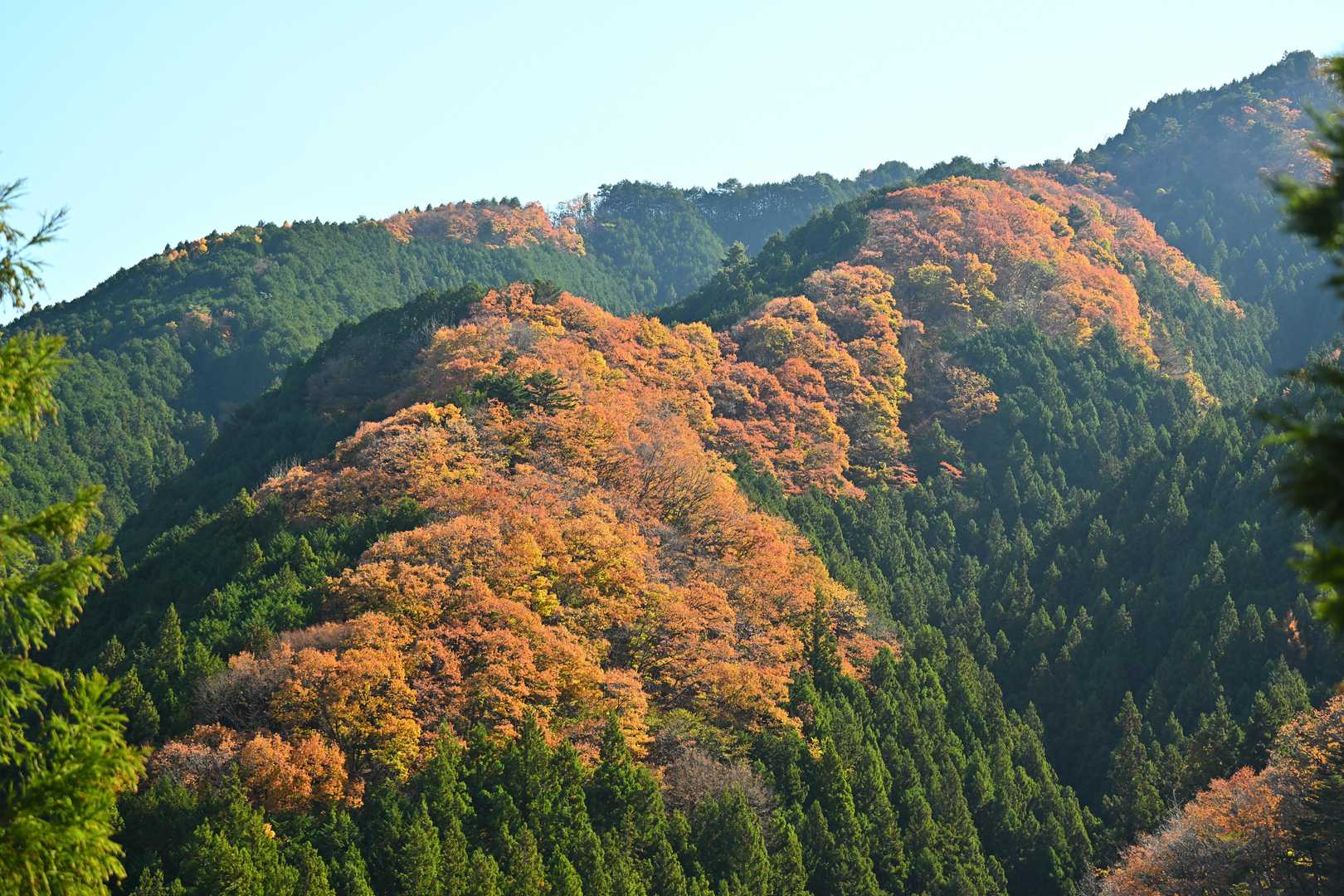 明るい林道を歩いていると尾根部分だけ紅葉が。多分、色づいてるのは桜の木々だと思うので、春になれば一面桜色に染まるのか？春にも来る価値ありかな🤔