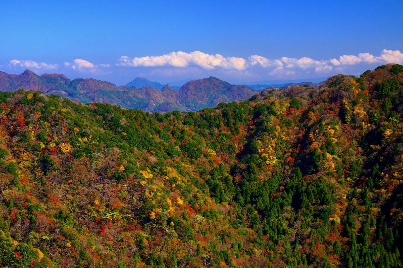 稜線を彩る紅葉・・・後方は中津〜宇佐方面の山並