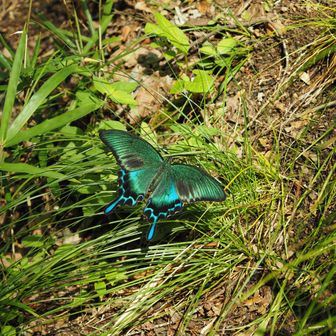 綺麗な蝶々
ミヤマカラスアゲハらしいです。