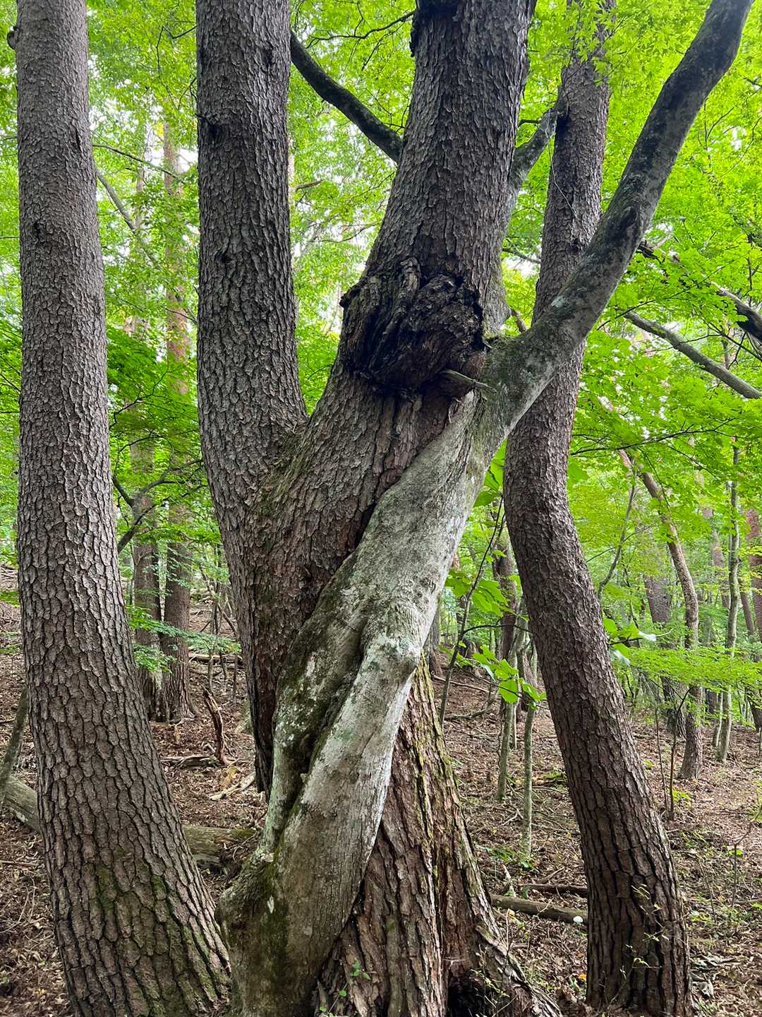 滝戸山登山口-滝戸山 往復コースの写真