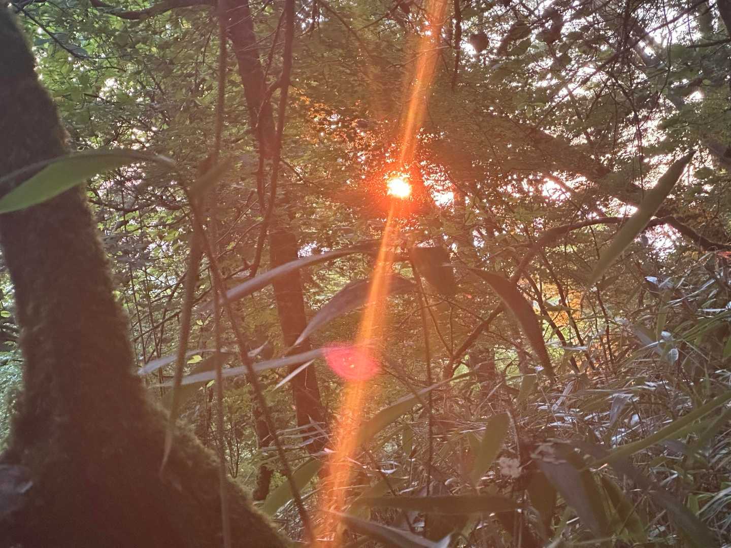 山頂手前で日の出🌄