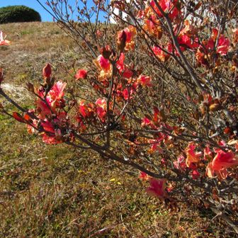 天文台直下の躑躅のドライフラワー