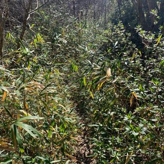 下りかけたら、凄いブッシュ
どうなるのかと、思ったら数メーターで終わりました