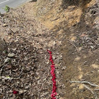 下山直前に椿の花が並べられていました✨