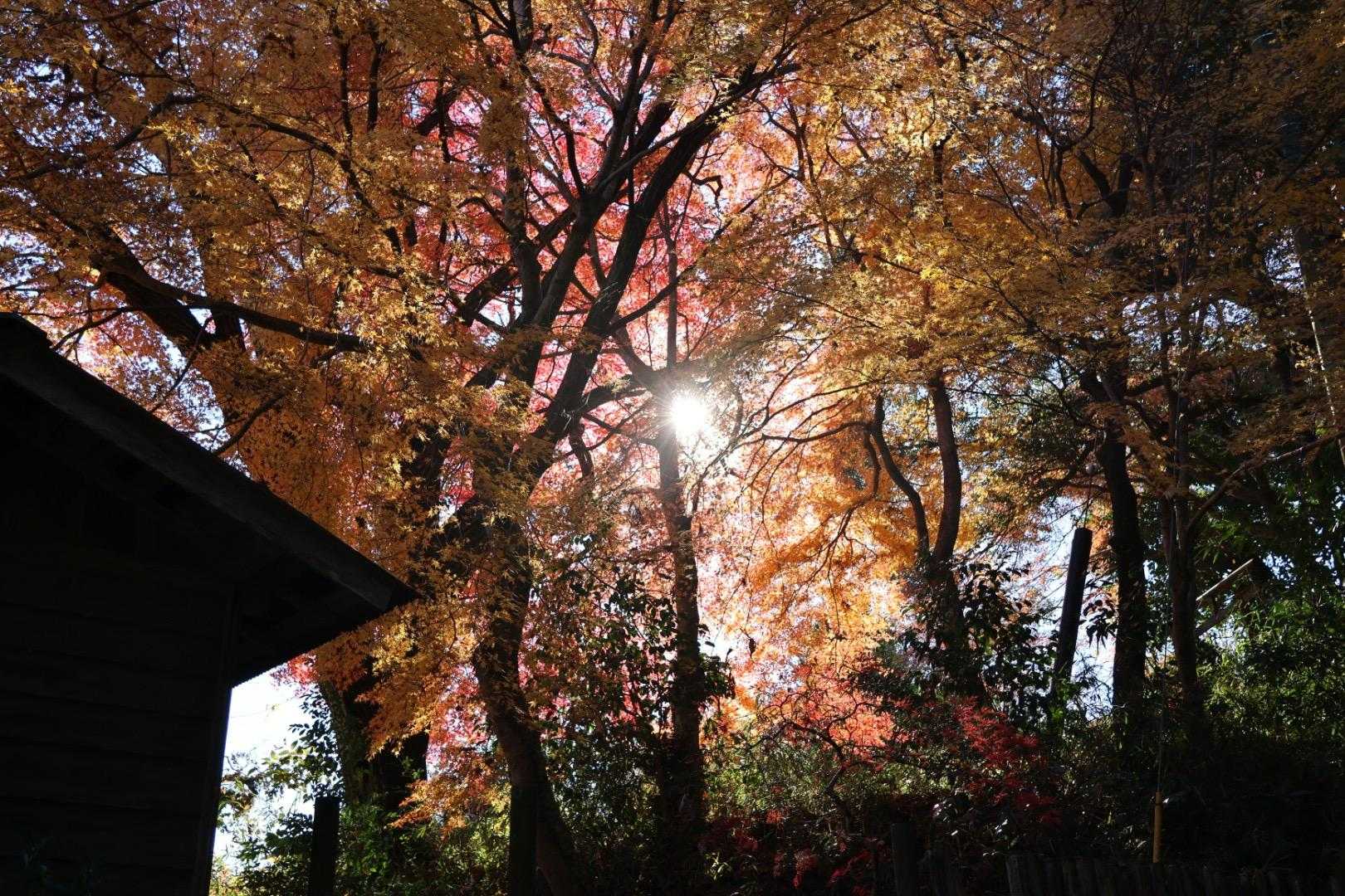 紅葉🍁まだ少し残っていました