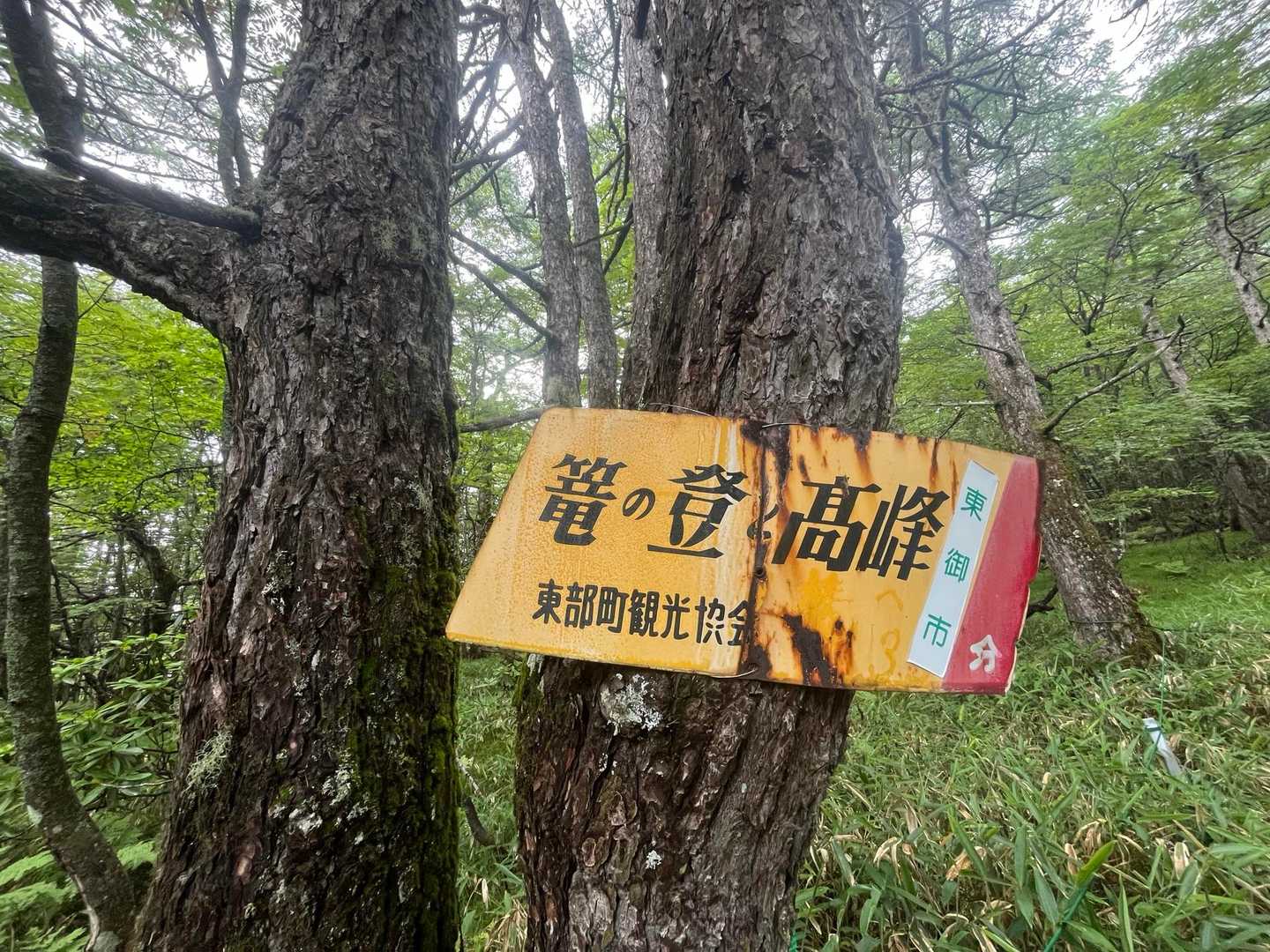 池の平湿原へ