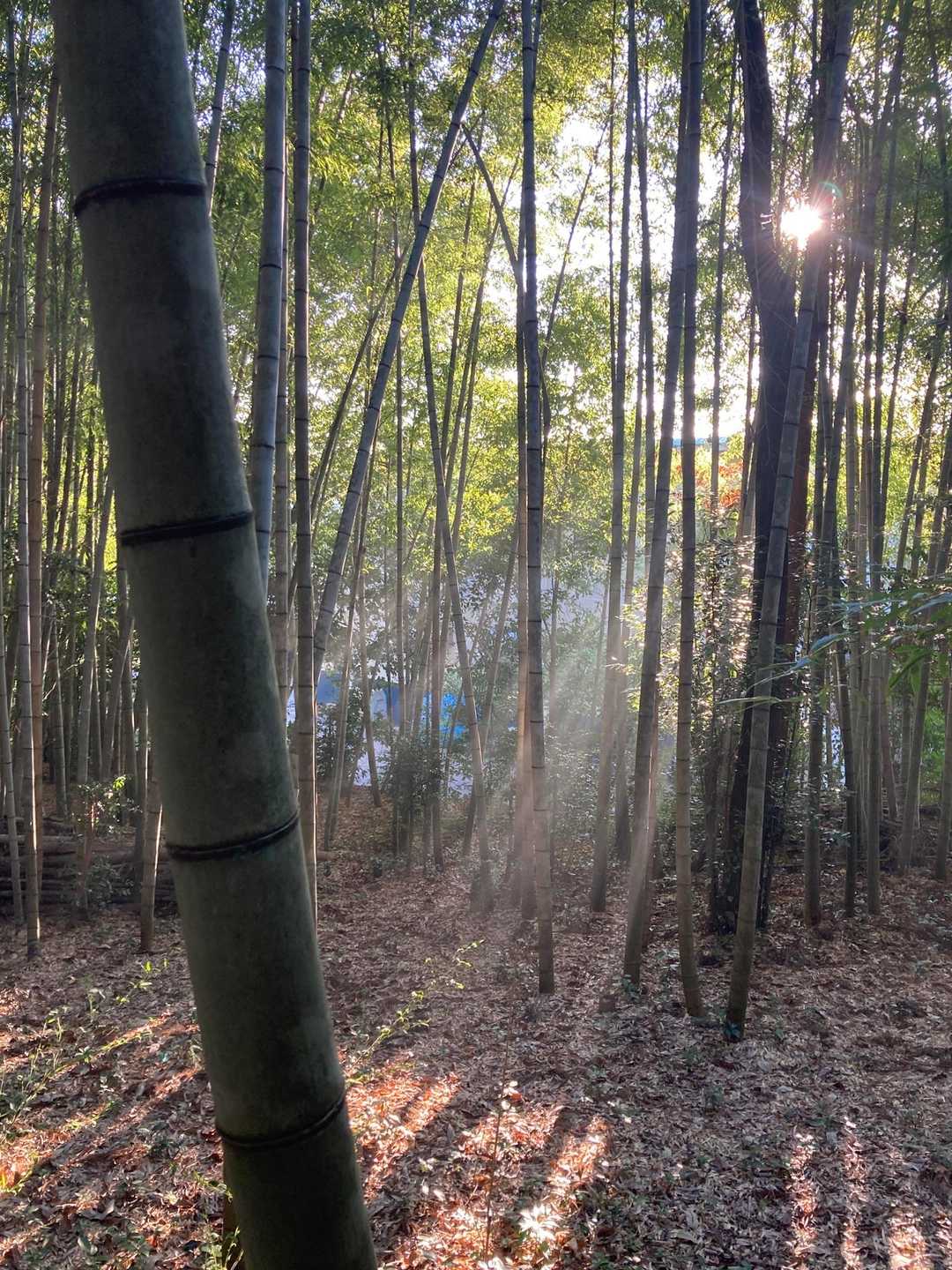 かぐや姫は宇宙人という説もあるけど･･･真相はいかに！
