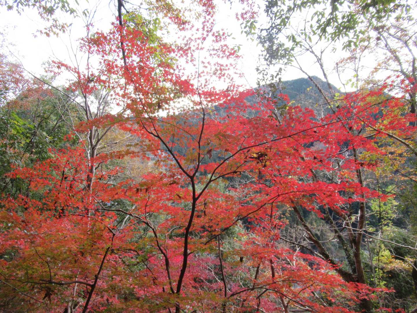 紅葉🍁
