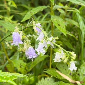 ツリガネニンジンか？💜
ハクサンシャジンか？💜