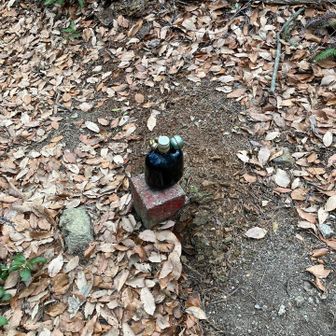 ダルマさんに再び対面