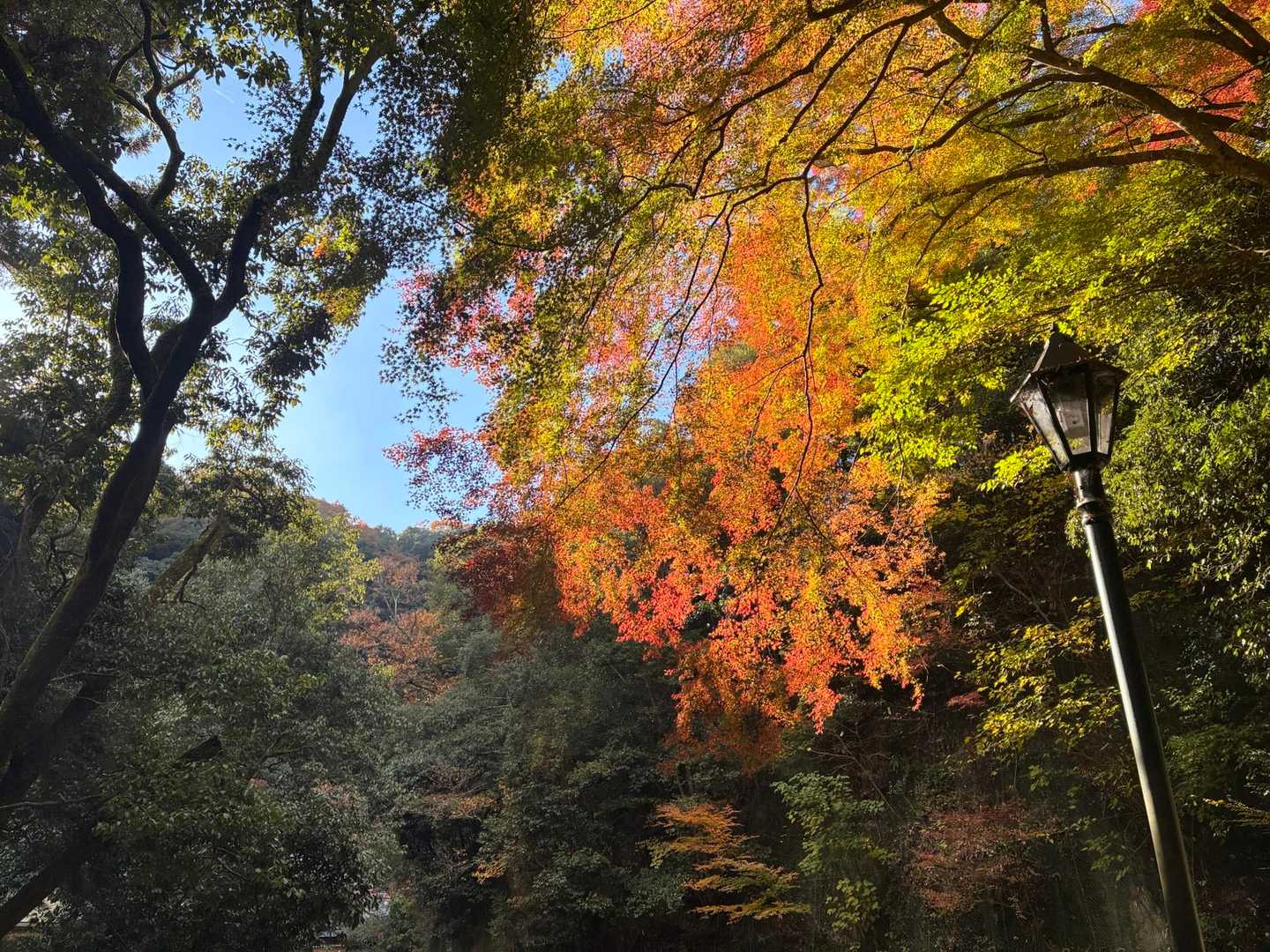 山のおもてなし｜箕面・東海自然歩道ハイキングの写真