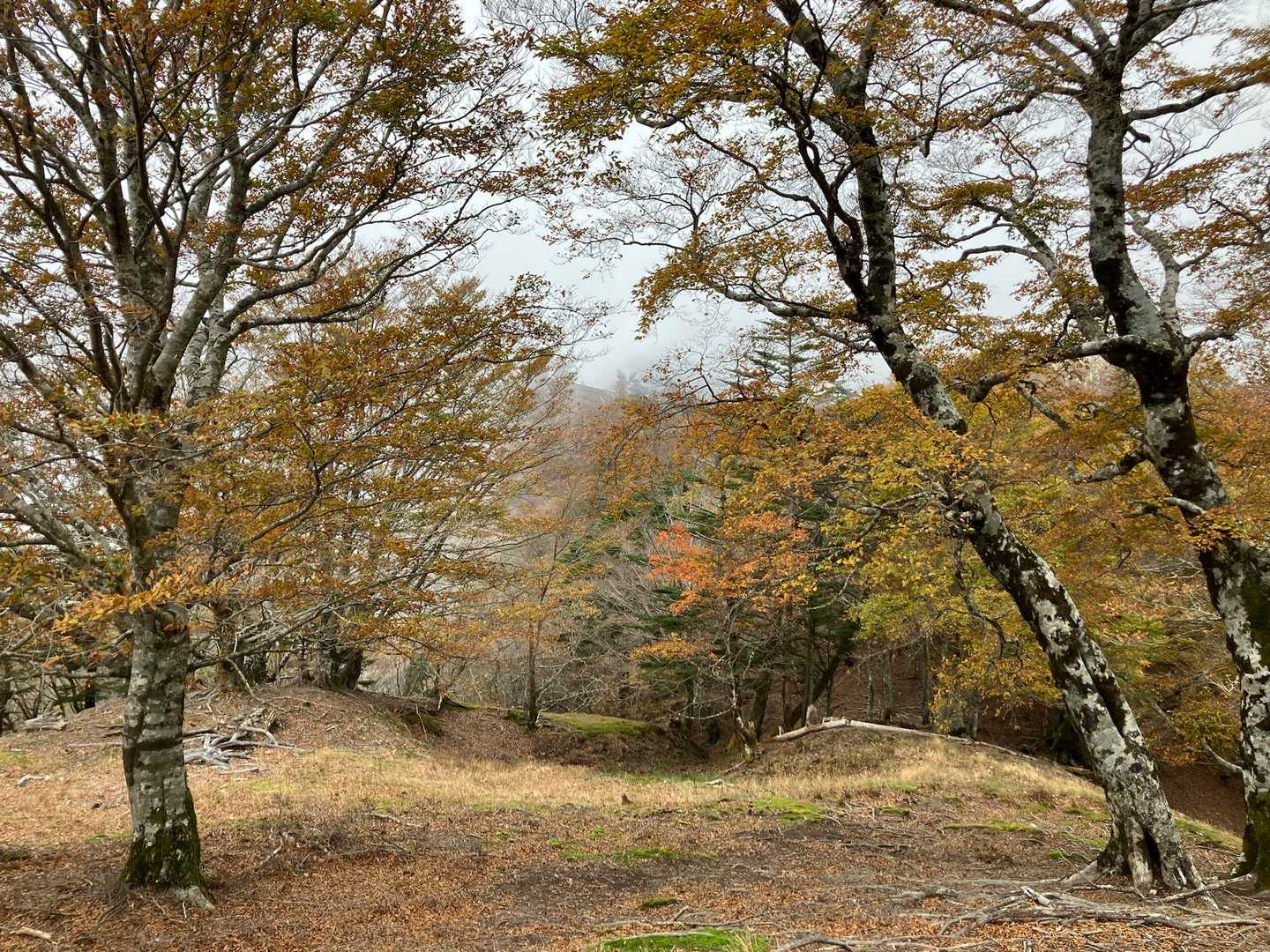 不入山 往復コースの写真