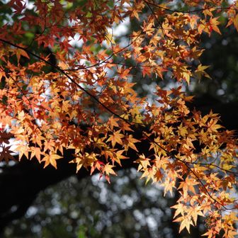 若草山・芳山・高円山 そしていよいよ
