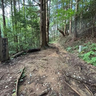 中腹の分岐点、だいだら坊方面に寄り道します⬅️