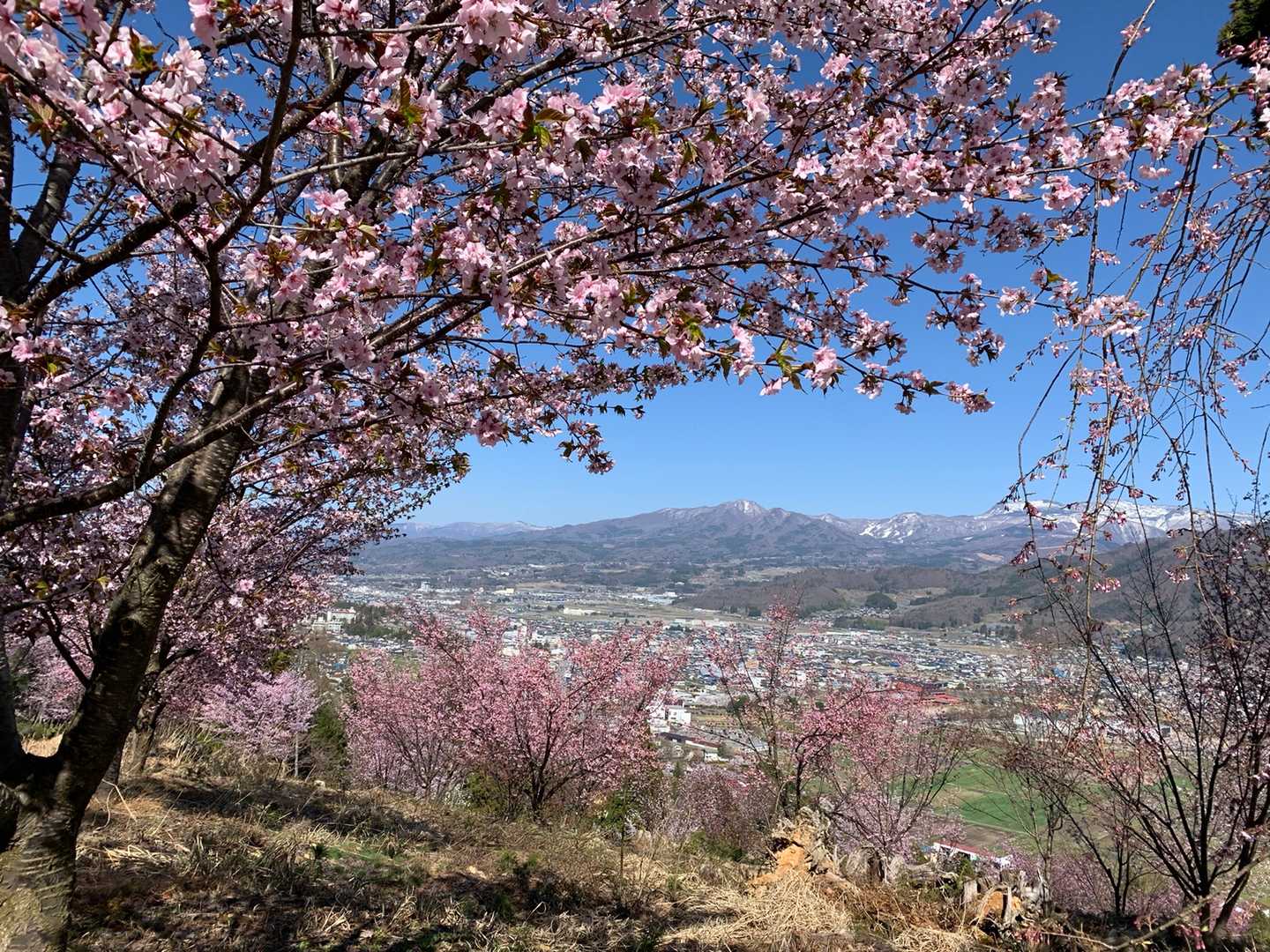 花咲山（山形県）の写真