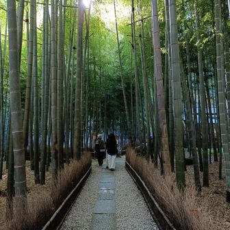 観光客に人気の秘密はコチラ竹林。外国人は、ほんと竹林が好きなんですね。嵐山を思いだします。