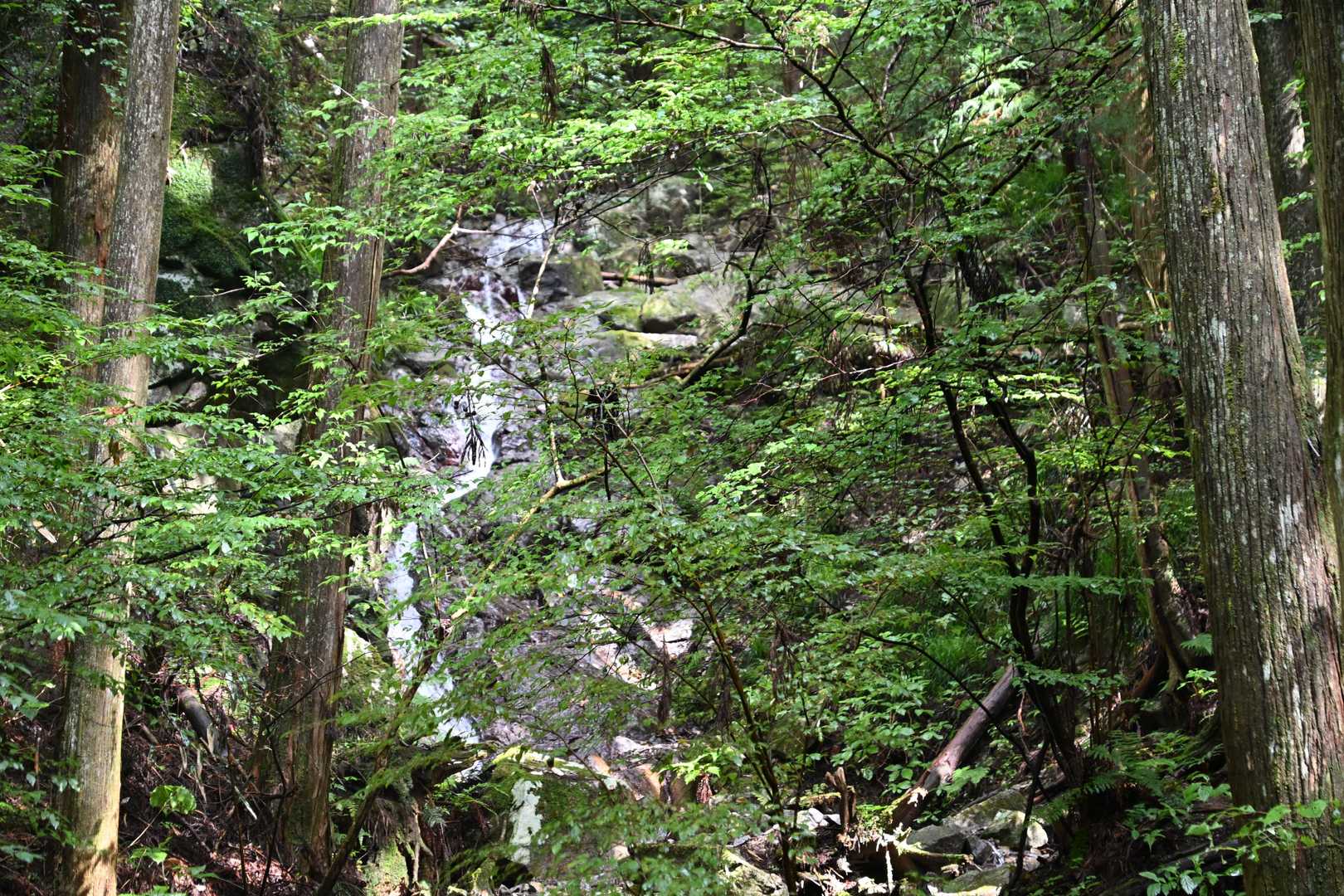 百ヶ辻登山口-伏見峠-久留野峠-中葛城山-高谷山-千早峠- 縦走コースの写真